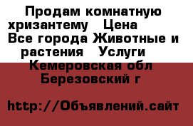 Продам комнатную хризантему › Цена ­ 250 - Все города Животные и растения » Услуги   . Кемеровская обл.,Березовский г.